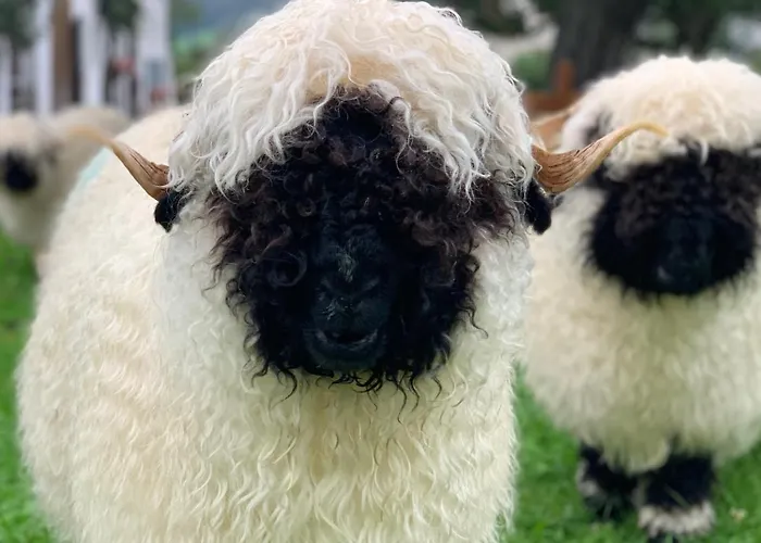 Klausnerhof فندق مبيت وإفطار وستندورف