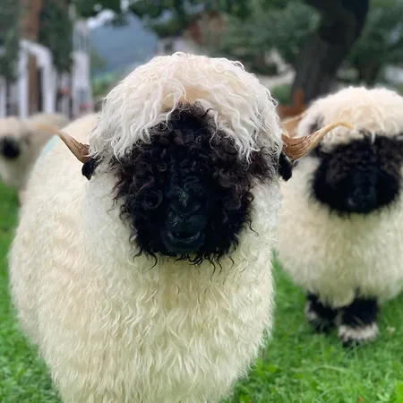 Klausnerhof Oda ve Kahvaltı Westendorf